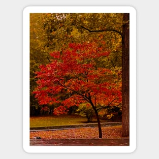 Fall Tree Sticker